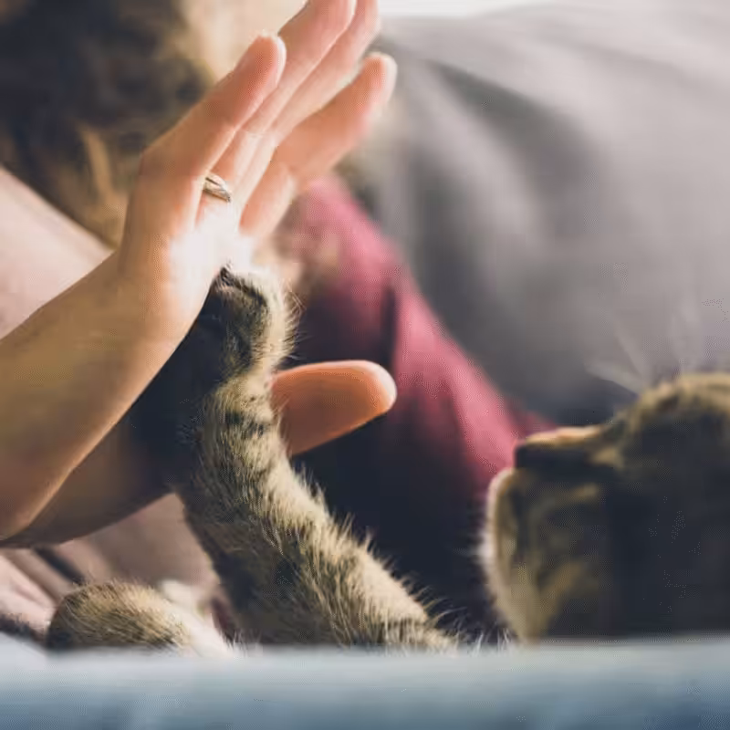 Distance Healing with Animals | Webclass