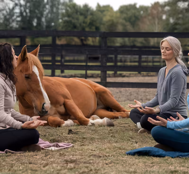 Learn the Japanese Art of Animal Reiki | Webclass